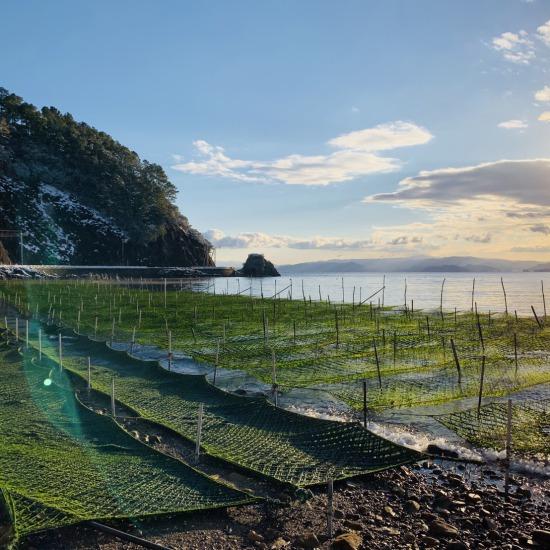 送料無料 百年漁師のあおさのり ３パック 九州 鹿児島 　 ギフト プレゼント 贈り物 お歳暮 御歳暮