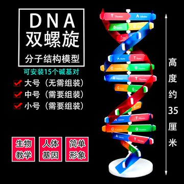 高中DNA雙螺旋結構模型分子結構模型60cm大號帶底座堿基對遺傳基因生物科學教學儀器器材J33306脫氧核苷酸鏈