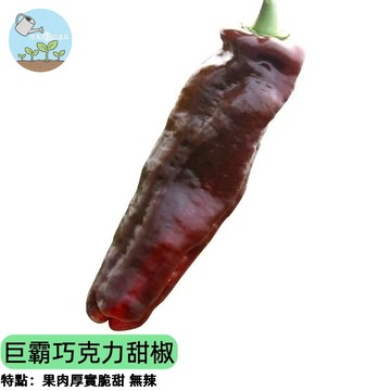 🌶️【巨無霸級 水果甜椒】巧克力甜椒種子 熟果轉巧克力色 肉厚脆甜 生吃沙拉 陽台盆栽 高產易種 入門首選 家庭豐收