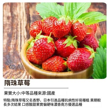 （12h出貨）隋珠草莓種子（香野草莓）~大果型~果期長多次結果，南方種植優選品種~水果草莓#盆栽水果種子