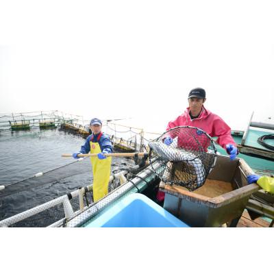 ふるさと納税 むつ市 海峡サーモン船上活〆2.5kg1本(冷蔵)