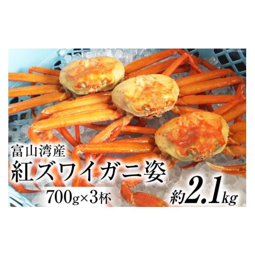 ふるさと納税 富山県 朝日町 富山湾産 紅 ズワイガニ 姿 約700g×3杯 ／ 寺田鮮魚店 ／ 富山県 朝日町 [34310231] かに カニ 蟹 ボイル