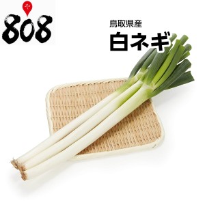 白ネギ　1束　約400g 旬の味覚 グルメ 野菜 セット 詰め合わせ やさい 