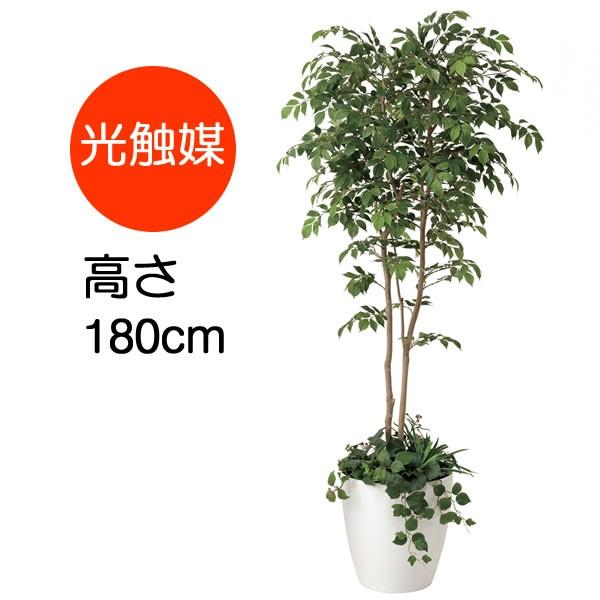 観葉植物 おしゃれ 大型 マウンテンアッシュ 植栽付き 1.8m ポリ製