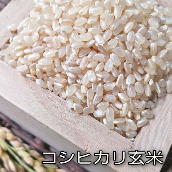 コシヒカリ 玄米5kg いわき市産 令和5年産新米 農家直送米