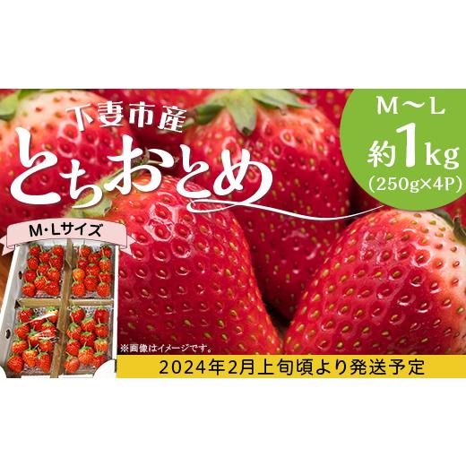 ふるさと納税 茨城県 下妻市 66-92 とちおとめ M〜L 約1kg (250g × 4P) いちご 下妻市産 