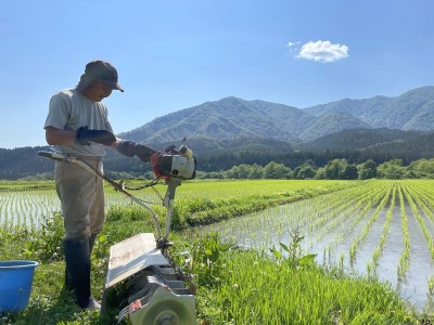 特別栽培米　蛍たる米コシヒカリ5kg