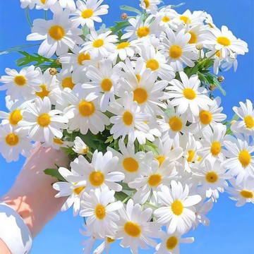 洋甘菊種子 德國洋甘菊 香草種子 花草種子 香草植物 療癒香草 庭院陽台盆栽 家庭種植 易種花卉 開花植物 可泡茶