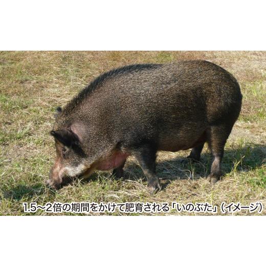 ふるさと納税 兵庫県 南あわじ市 金猪豚 バラ スライス 1kｇ