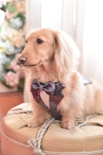 Angel Nina 寵物 圍兜 領巾 脖圍 西裝