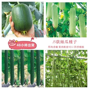 12h出貨 絲瓜種子（20粒）十九款絲瓜種子 正宗台灣蘋果絲瓜八棱角瓜種子爬藤蘇菜瓜種子 四季室內外陽台庭院易種植
