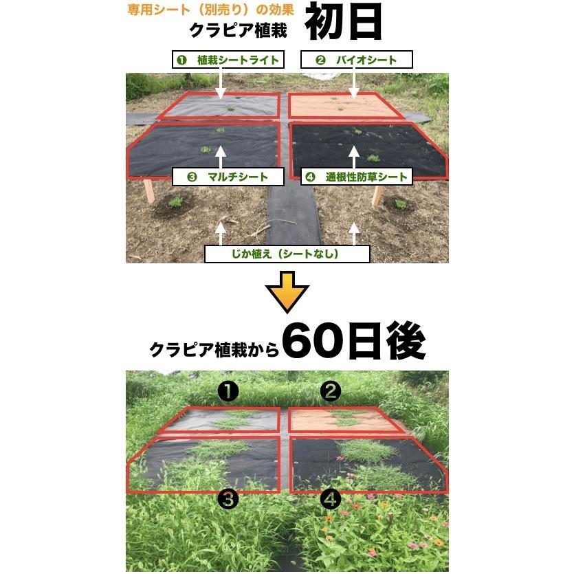 クラピア K5 9cmポット苗 200鉢 有機一発肥料1600gと完全植栽マニュアル付き 雑草対策 グランドカバー