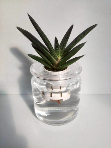 {水田農場} 子寶 多肉植物   水耕植物