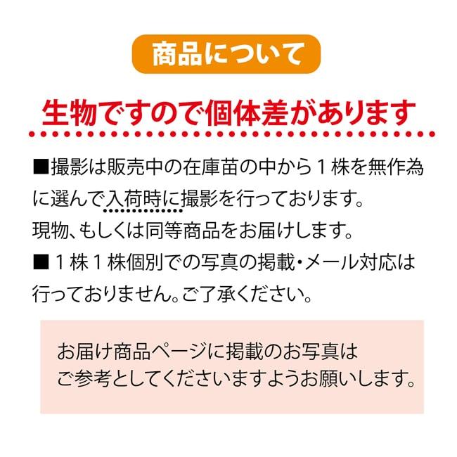 アカシアの木 5号ポット苗