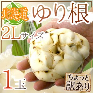 北海道産 ”ゆり根” ちょっと訳あり 2Lサイズ 1玉 ゆりね