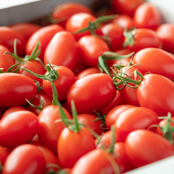 野菜 トマト 笑顔溢れる甘さ！！超濃厚ミニトマト「トマランタン1kg」 産地直送