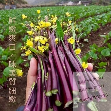 現貨 紅菜苔種子（50粒） 四季種植 超低價 菜心紅紫菜薹種籽紅菜苔家庭四季陽臺庭院易播易種蔬菜種子