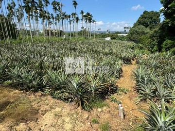 萬丹15米路經濟美農地｜南投縣名間鄉東仁段