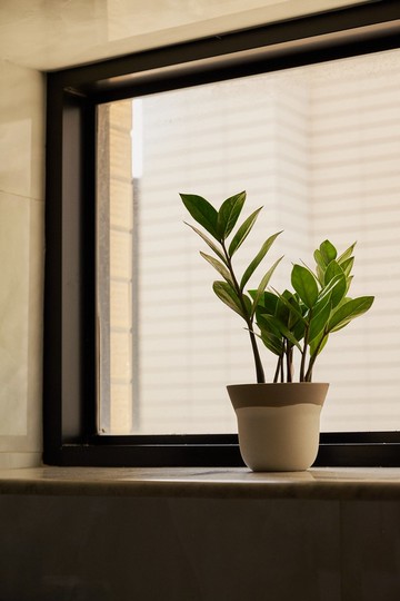 金錢樹 | 升遷盆栽 開幕送禮 觀葉植物 室內植物