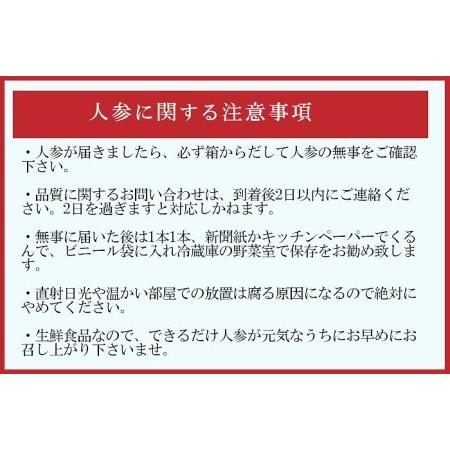 ふるさと納税 こどもも食べられる甘み！ジュースにしても美味しい！「マドンナキャロット」 10kg にんじん 野菜 H105-091 愛知県碧南市