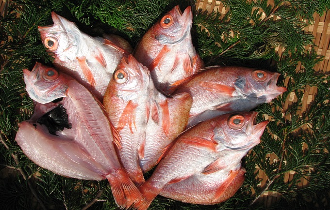 ～丹後の魚屋お薦め～高級のどぐろの一夜干し