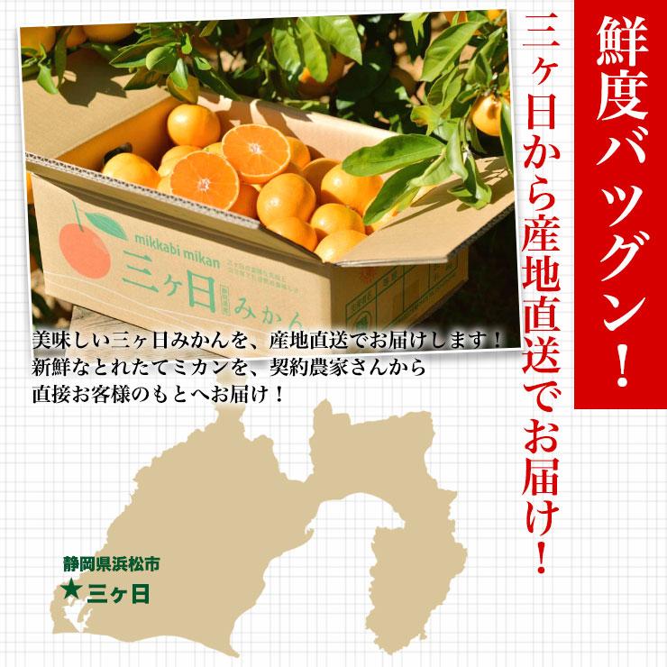  三ヶ日 青島 みかん 10kg 送料無料 訳あり どうまいらぁ！ S 4L サイズ不揃い 三ヶ日みかん 訳ありみかん 産地直送 農家直送 ミカン 蜜柑