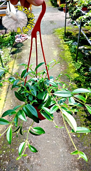 口紅花吊盆 ３寸盆室內多年生觀葉植物盆栽半日照佳 Yahoo奇摩超級商城 Line購物