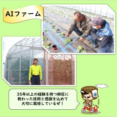 ふるさと納税 あわら市 アンデスメロン 2玉 2.4kg以上(1.2kg以上×2玉)青肉品種 安定の旨さ!