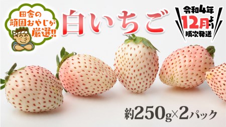 白いちご約250ｇ×2パック（茨城県共通返礼品：水戸市産）田舎の頑固おやじが厳選！ 茨城県 県産 人気 厳選 果物 くだもの 旬 旬の果物 旬のフルーツ 白イチゴ 白いちご 白苺 いちご イチゴ 苺