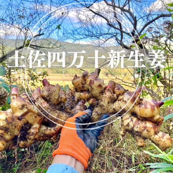 野菜 薬味 高知 土佐四万十新生姜500g 産地直送