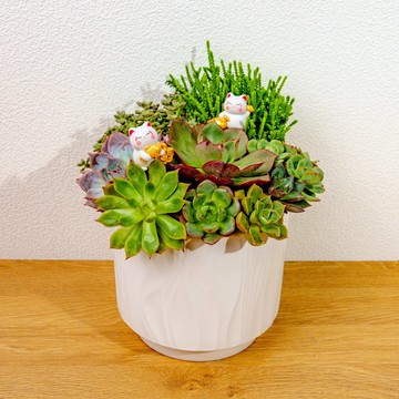 多肉組盆 流線白陶盆 桌上型盆栽 開幕送禮 喬遷禮物 植栽 盆栽