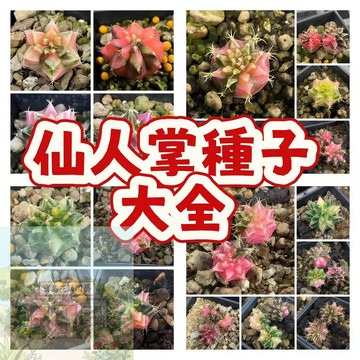 🌵🌵🌵（仙人掌種子大全） 當季新籽 四季播種  懶人易種植 觀葉植物  療癒小物 庭院陽台盆栽植物 #花卉種子