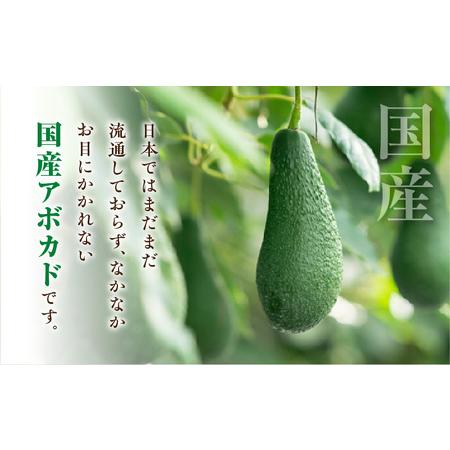 ふるさと納税 横山果樹園の「国産アボカド２玉（小サイズ）」ギフト箱入り 果物 アボカド 2玉 宮崎県宮崎市