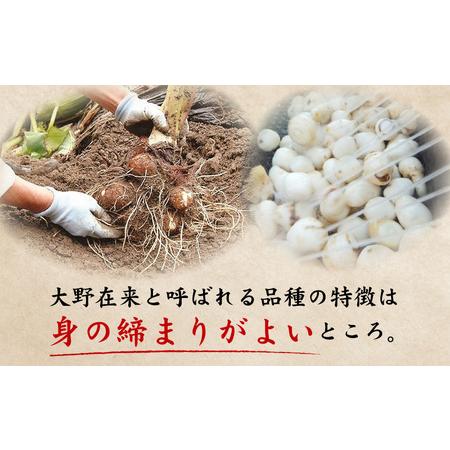 ふるさと納税 越前大野産 「純ちゃん農園の里芋 5kg」サイズL寸 福井県大野市