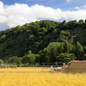 ふるさと納税 定期便！魚沼産こだわり従来コシヒカリ毎月5kg×6回 新潟県十日町市