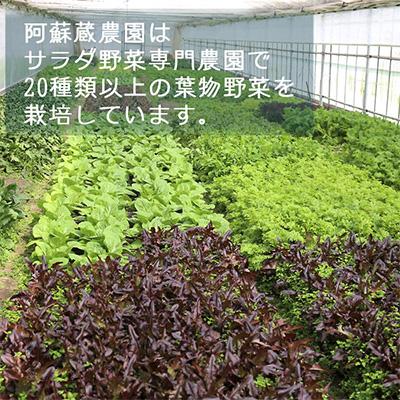 ふるさと納税 阿蘇市 サラダ野菜セット 3〜5品種以上を毎月お届け 全12回