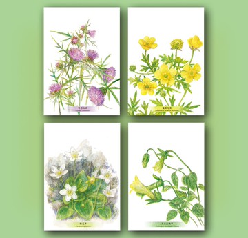 高山植物明信片