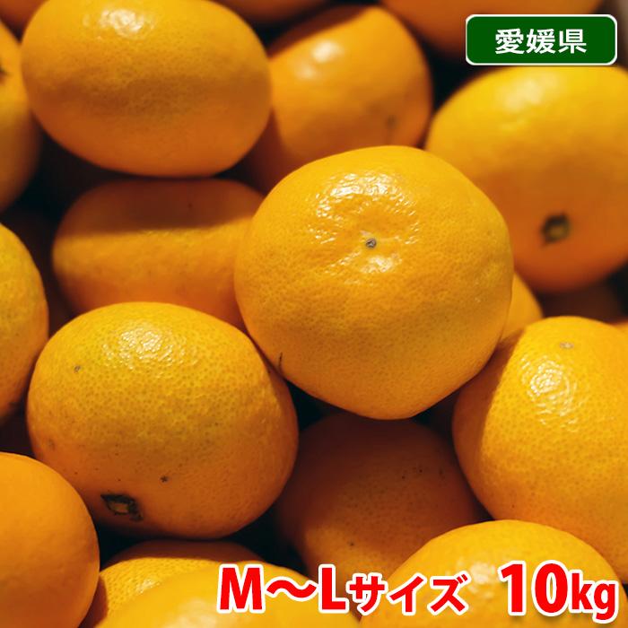 愛媛県産　みかん　優品　M〜Lサイズ　10kg （箱） 国産 フルーツ