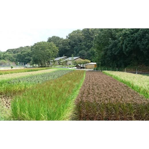 ふるさと納税 兵庫県 小野市 きすみのもちもちセット