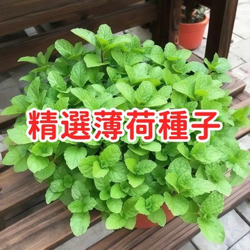 【精選薄荷種子】台灣現貨 綠薄荷 荷蘭薄荷 胡椒薄荷 留蘭香 香草植物 盆栽 泡茶 料理 易種植 新手友善
