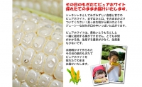 とうもろこし ピュアホワイト 10本 L～2Lサイズ 北海道 富良野産 生で食べられる  (スイートベジタブルファクトリー)