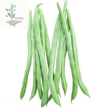 青禾園藝（菜豆種子）矮生四季豆種子（不搭架爬豆）紅花敏豆農家無架豆種子 芸豆豆角豆莢長30cm~單莢50-60個高產蔬菜