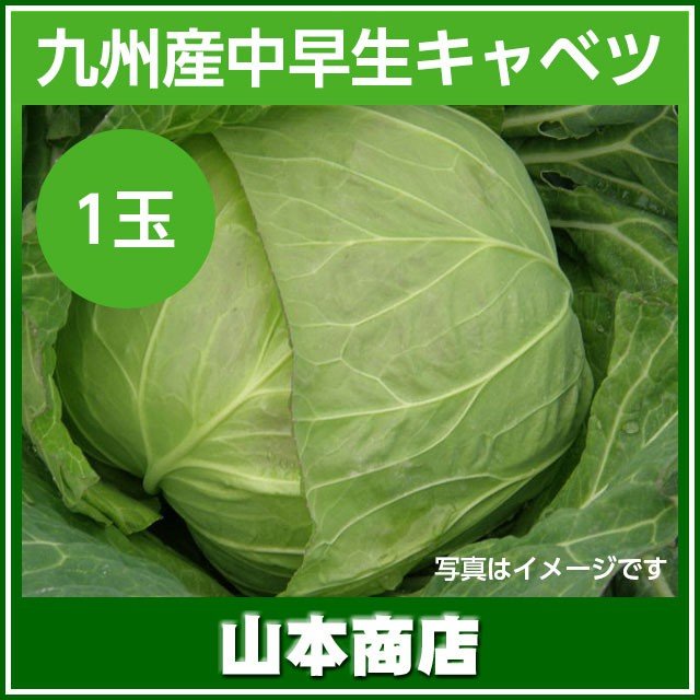 中早生キャベツ １玉 九州産