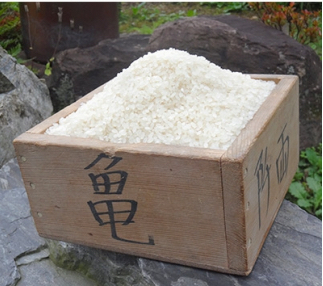 6回 定期便 希少品種米 ササシグレ 精米 10kg×6回 総計60kg   長沼 太一   宮城県 加美町