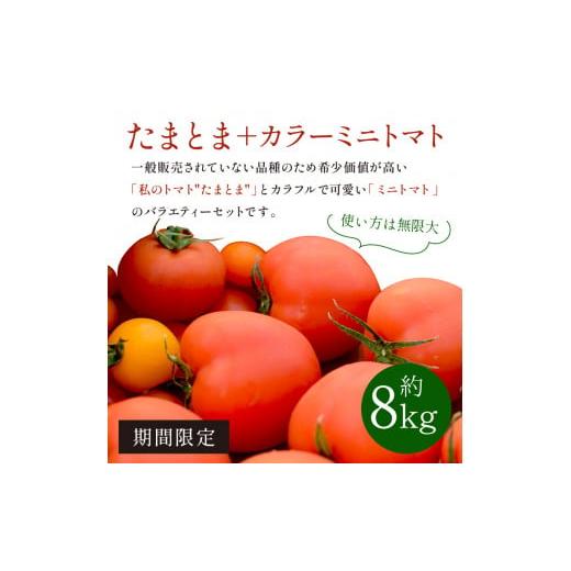 ふるさと納税 兵庫県 加古川市 たまとま＋カラーミニトマト(約8kg)《 野菜 トマト ミニトマト カラートマト 期間限定 送料無料 おすすめ 美味しい セッ…