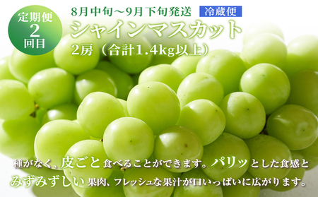 フルーツ 定期便 2024年 先行予約 晴れの国 おかやま の 白桃 2kg 5玉～7玉 シャイン マスカット 2房 合計1.4kg以上 岡山県産 国産 セット ギフト