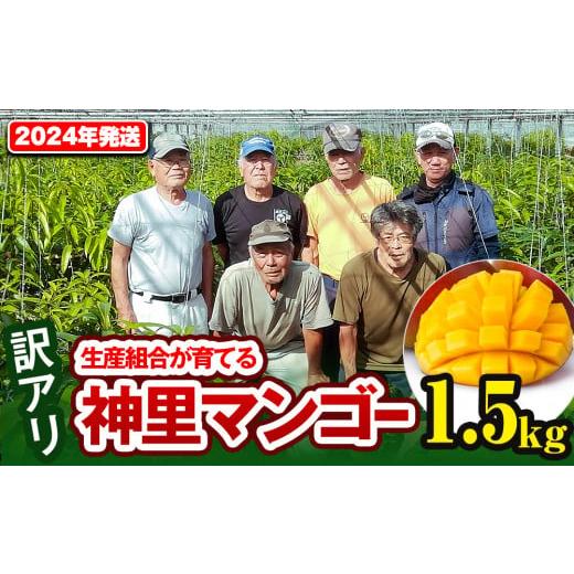 ふるさと納税 沖縄県 南風原町 2024年発送　生産組合から直送　神里マンゴー1.5kg