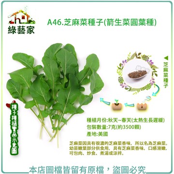 【綠藝家】A46.芝麻菜種子7克(約3500顆) (箭生菜圓葉種)