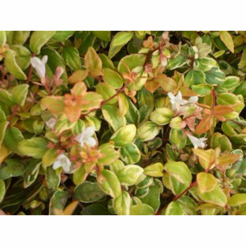 アベリア ジャックポット 5号ポット苗 生垣 目隠し グランドカバー 低木 庭木 常緑樹 通販 Lineポイント最大1 0 Get Lineショッピング