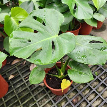P老闆園藝~龜背芋 雨林植物 3吋盆 6吋 電信蘭